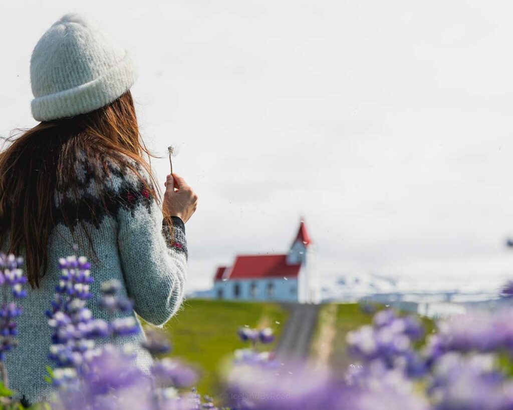 Eglise dans un champs de lupin en Islande