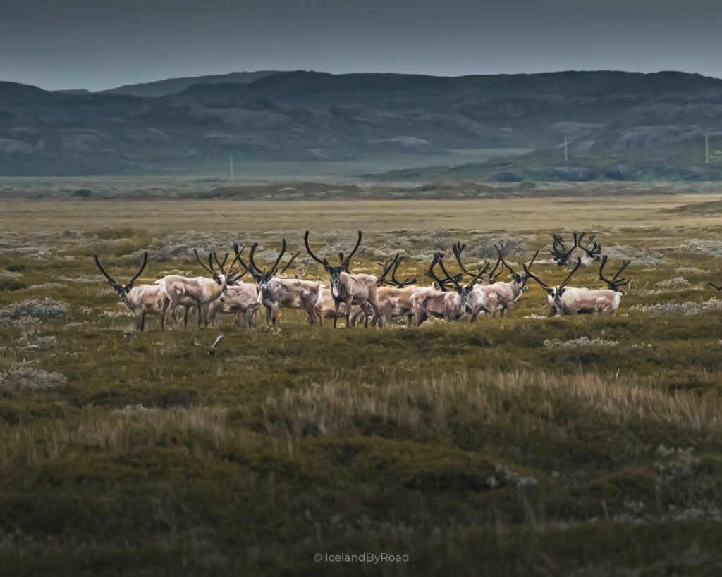 Troupeau de rennes sauvages en Islande
