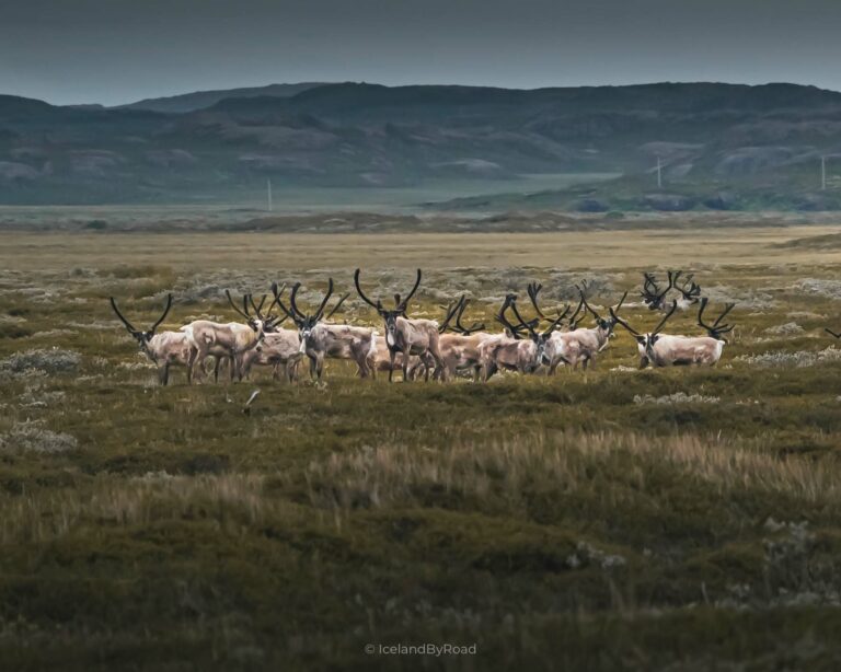 Troupeau de rennes sauvages en Islande