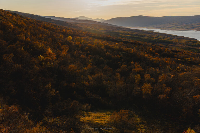 Foret nationale Est Islande